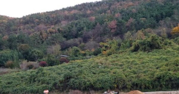 전남광주통합특별시 여수시 돌산읍 둔전리 산186-2 목장용지 경매 물건 이미지