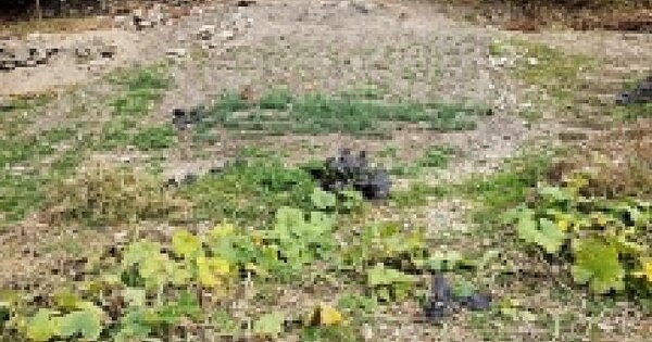 전남광주통합특별시 완도군 완도읍 군내리 879-156 임야 경매 물건 이미지
