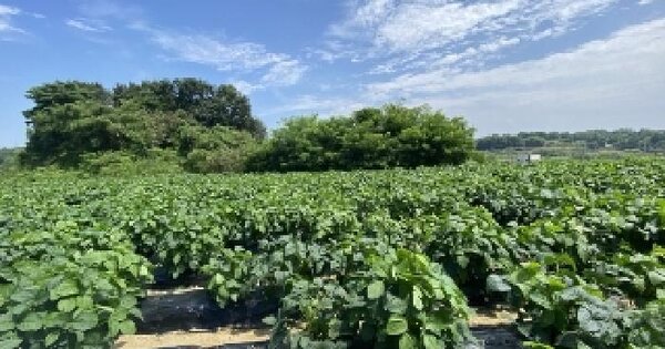 충청남도 당진시 송악읍 기지시리 14-9 전 경매 물건 이미지