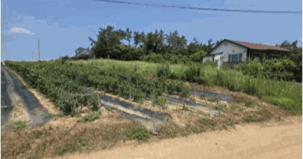 전라남도 해남군 황산면 관춘리 885-4 전 경매 물건 이미지