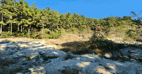 전라남도 신안군 임자면 광산리 산49 임야 경매 물건 이미지