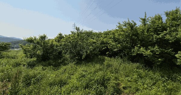전라남도 장성군 삼계면 화산리 208 전 경매 물건 이미지