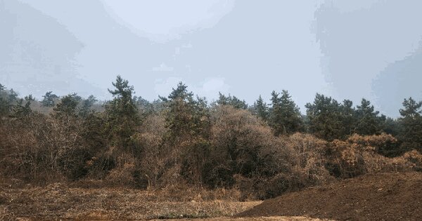 전남광주통합특별시 신안군 지도읍 광정리 산97 임야 경매 물건 이미지