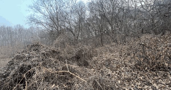 충청북도 청주시 상당구 낭성면 삼산리 산117-1 임야 경매 물건 이미지