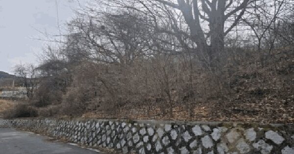 경상남도 밀양시 단장면 감물리 산56 임야 경매 물건 이미지
