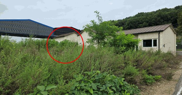경기도 파주시 파주읍 향양리 186-3 대지 경매 물건 이미지