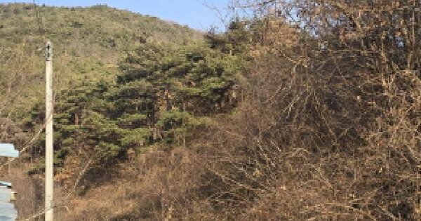 경상북도 영천시 임고면 사리 산171-7 임야 경매 물건 이미지
