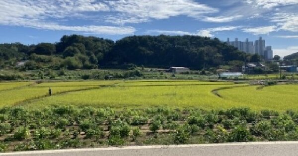 충청남도 당진시 원당동 66-5 답 경매 물건 이미지