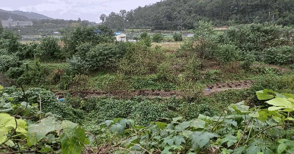 경상북도 포항시 남구 동해면 약전리 33 묘지 경매 물건 이미지