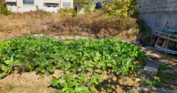 경기도 김포시 고촌읍 신곡리 378-1 대지 경매 물건 이미지