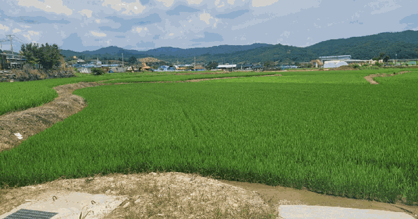 충청남도 청양군 정산면 서정리 18-11 답 경매 물건 이미지