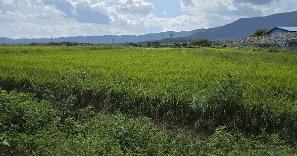 경상북도 포항시 북구 신광면 만석리 548 답 경매 물건 이미지