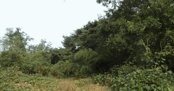 충청남도 논산시 연산면 송정리 산5-3 임야 경매 물건 이미지