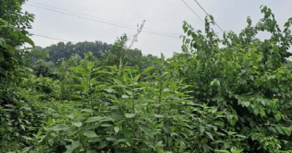 경기도 안산시 단원구 대부동동 1367-3 대지 경매 물건 이미지