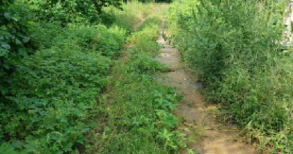 충청남도 당진시 고대면 당진포리 455-4 임야 경매 물건 이미지