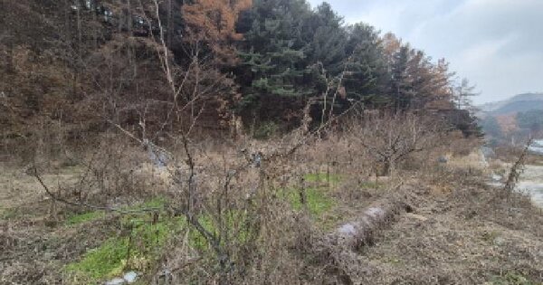 경기도 포천시 군내면 직두리 184 답 경매 물건 이미지