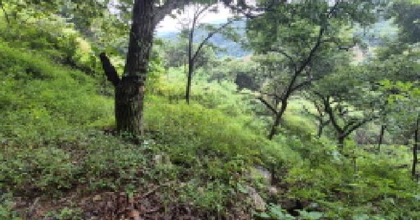 세종특별자치시 장군면 송학리 479-13 임야 경매 물건 이미지