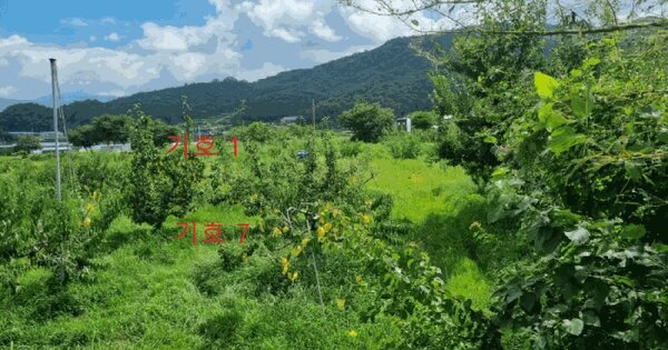강원특별자치도 원주시 판부면 서곡리 1096-4 과수원 경매 물건 이미지
