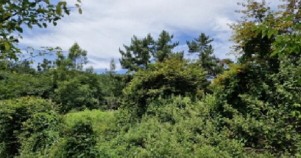 경기도 안산시 단원구 대부동동 산269-1 임야 경매 물건 이미지