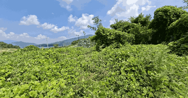 경상남도 남해군 고현면 갈화리 1787 대지 경매 물건 이미지