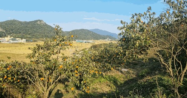 경상남도 김해시 진영읍 본산리 48-7 과수원 경매 물건 이미지