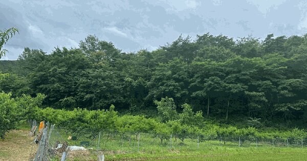 경상북도 영덕군 달산면 흥기리 836-1 전 경매 물건 이미지