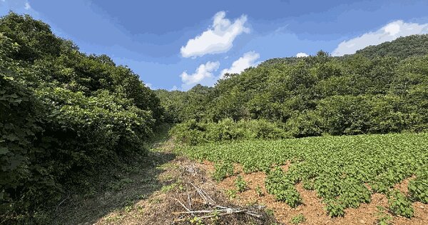 강원특별자치도 평창군 평창읍 입탄리 251 전 경매 물건 이미지