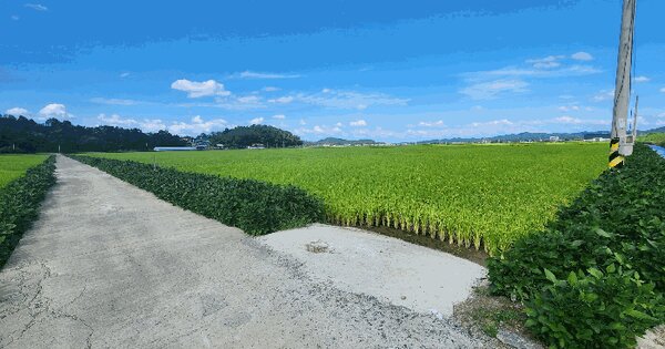 충청남도 서천군 한산면 용산리 46-19 답 경매 물건 이미지