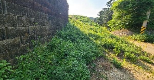 경기도 양평군 강상면 신화리 산42 임야 경매 물건 이미지