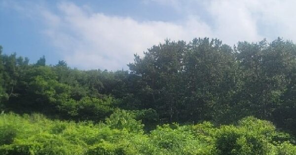경상남도 통영시 산양읍 풍화리 산195-1 임야 경매 물건 이미지