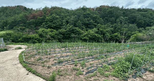 경상북도 영양군 석보면 택전리 640 전 경매 물건 이미지