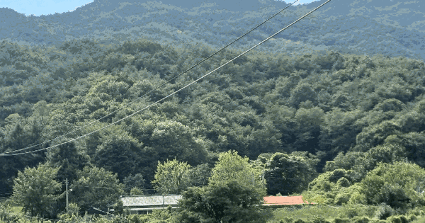 경상북도 상주시 화북면 입석리 산21-5 임야 경매 물건 이미지