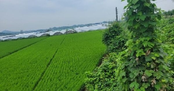 충청남도 공주시 탄천면 장선리 313-1 답 경매 물건 이미지