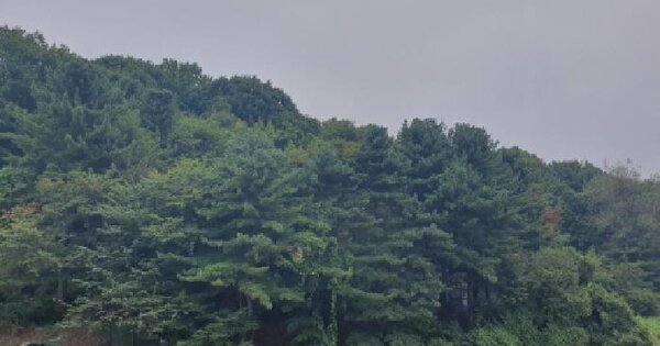 경기도 남양주시 화도읍 묵현리 산100-3 임야 경매 물건 이미지