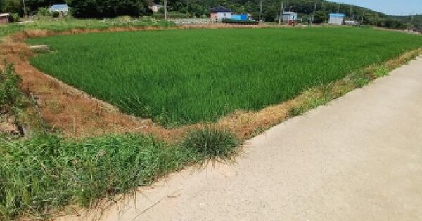 충청남도 당진시 대호지면 두산리 517-1 답 경매 물건 이미지