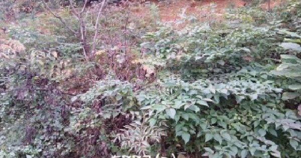 부산광역시 기장군 장안읍 덕선리 산269-9 임야 경매 물건 이미지