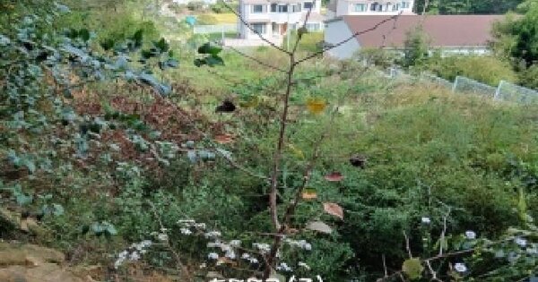 부산광역시 기장군 장안읍 덕선리 산269-10 임야 경매 물건 이미지