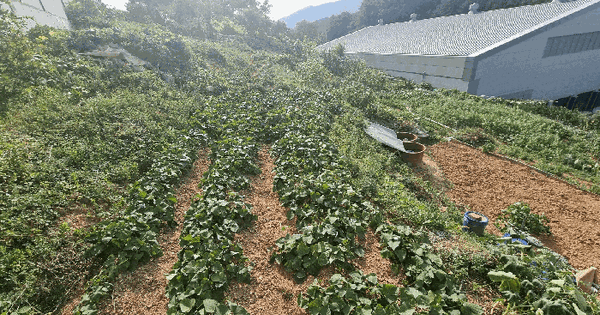 부산광역시 동래구 명장동 267-19 임야 경매 물건 이미지