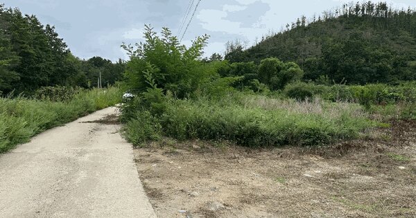 경상북도 울진군 북면 나곡리 1000 임야 경매 물건 이미지