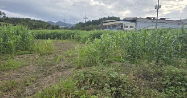 경상북도 영천시 대창면 사리리 422 대지 경매 물건 이미지