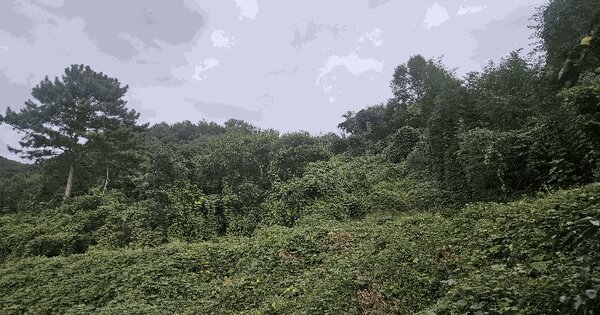 경상남도 밀양시 삼랑진읍 검세리 253 전 경매 물건 이미지