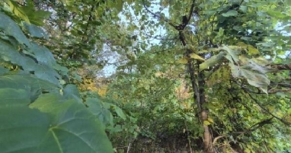 부산광역시 북구 만덕동 산166-40 임야 경매 물건 이미지