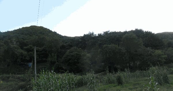 경상북도 경주시 내남면 안심리 산142 임야 경매 물건 이미지