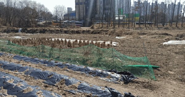 충청남도 천안시 동남구 신부동 43-1 답 경매 물건 이미지