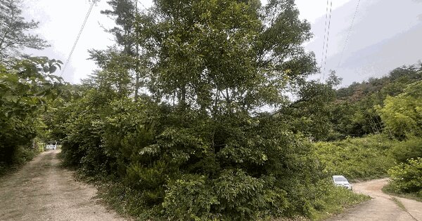 경상남도 밀양시 부북면 오례리 382-4 임야 경매 물건 이미지