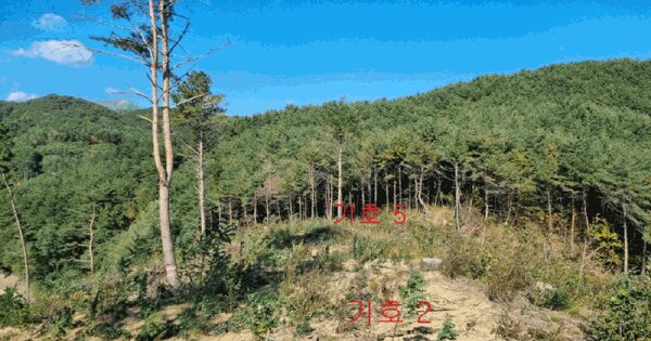 강원특별자치도 삼척시 근덕면 상맹방리 산88 임야 경매 물건 이미지