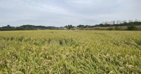 충청남도 당진시 송산면 유곡리 515-1 답 경매 물건 이미지