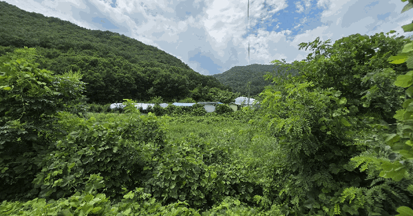 충청북도 옥천군 청성면 거포리 242-1 답 경매 물건 이미지