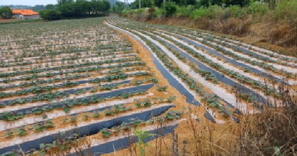 충청남도 당진시 석문면 삼봉리 251-8 전 경매 물건 이미지