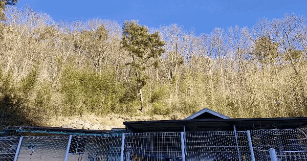 경상남도 밀양시 삼랑진읍 행곡리 22 임야 경매 물건 이미지